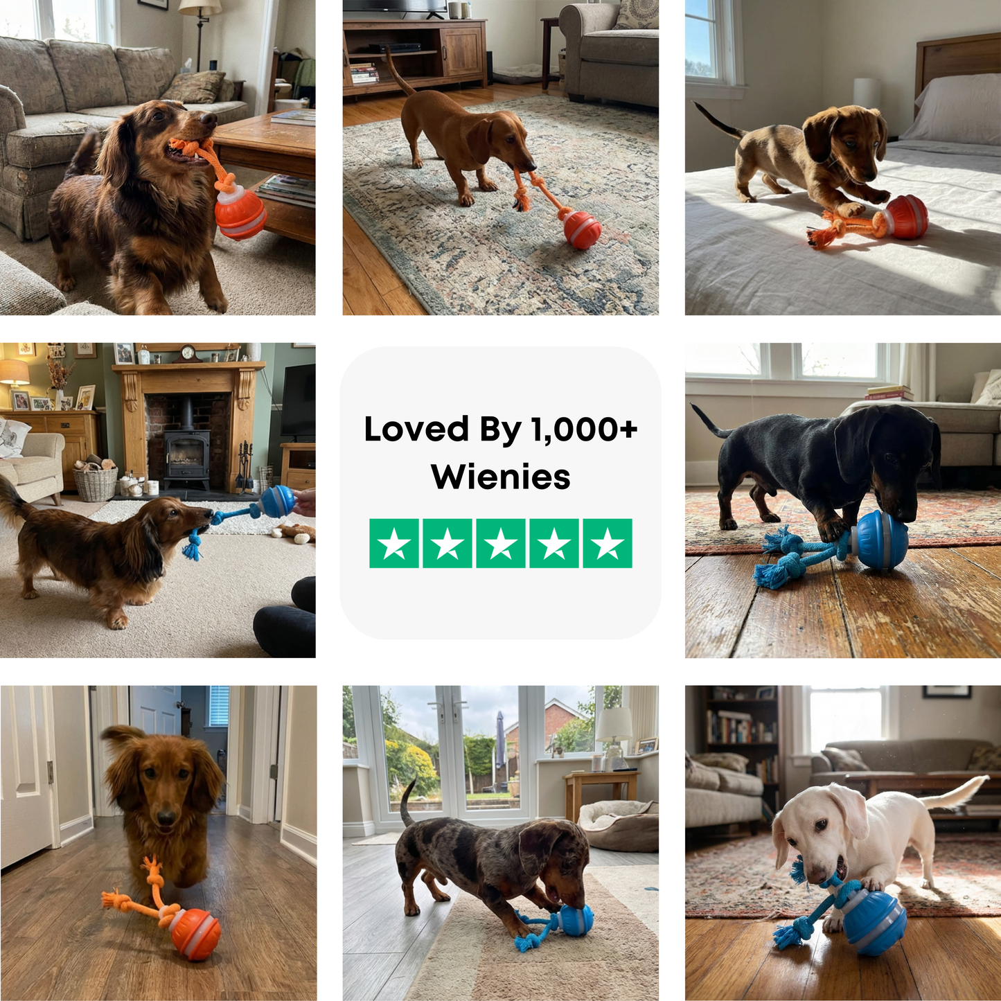 Interactive Doxie Buddy