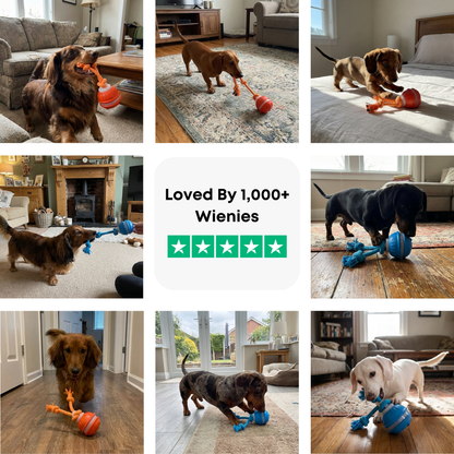 Interactive Doxie Buddy