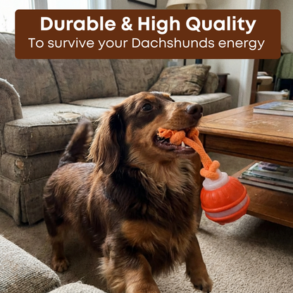 Interactive Doxie Buddy