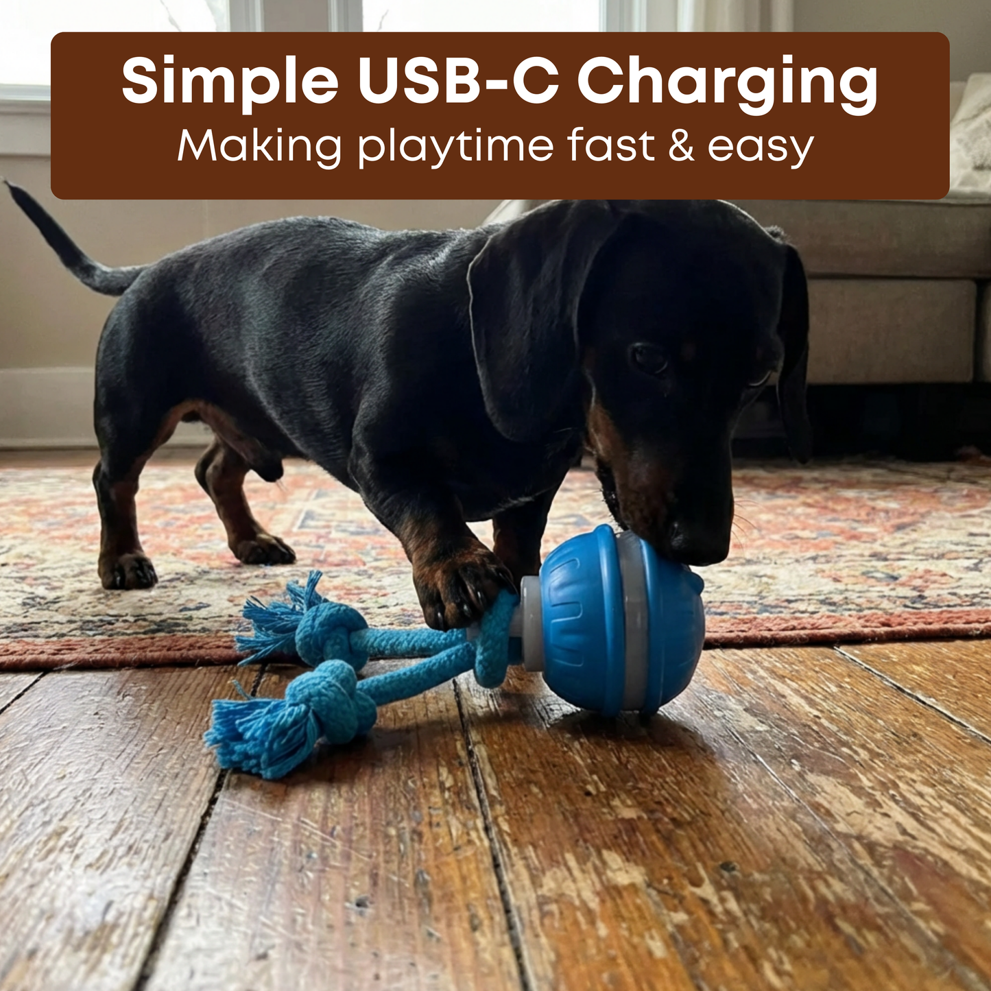 Interactive Doxie Buddy
