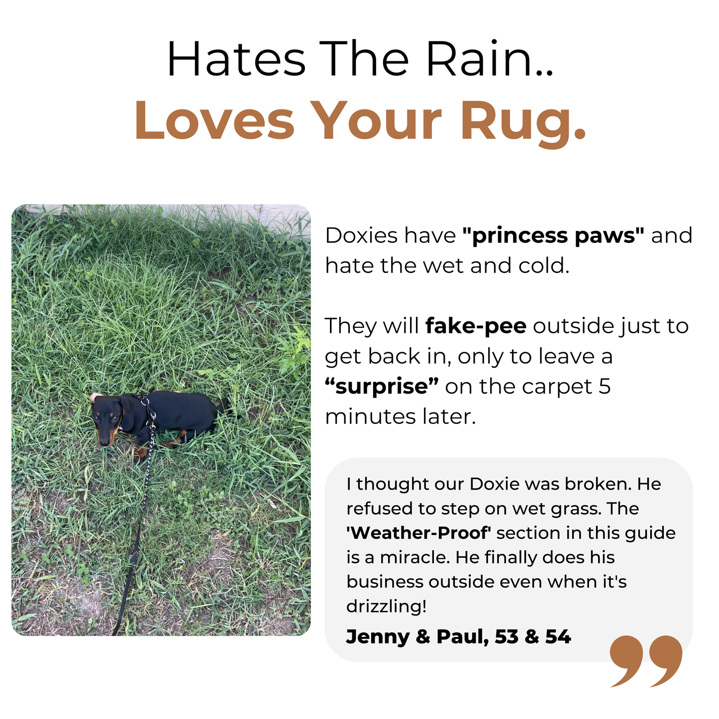 The Complete Dachshund Guide