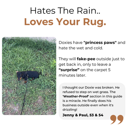 The Complete Dachshund Guide