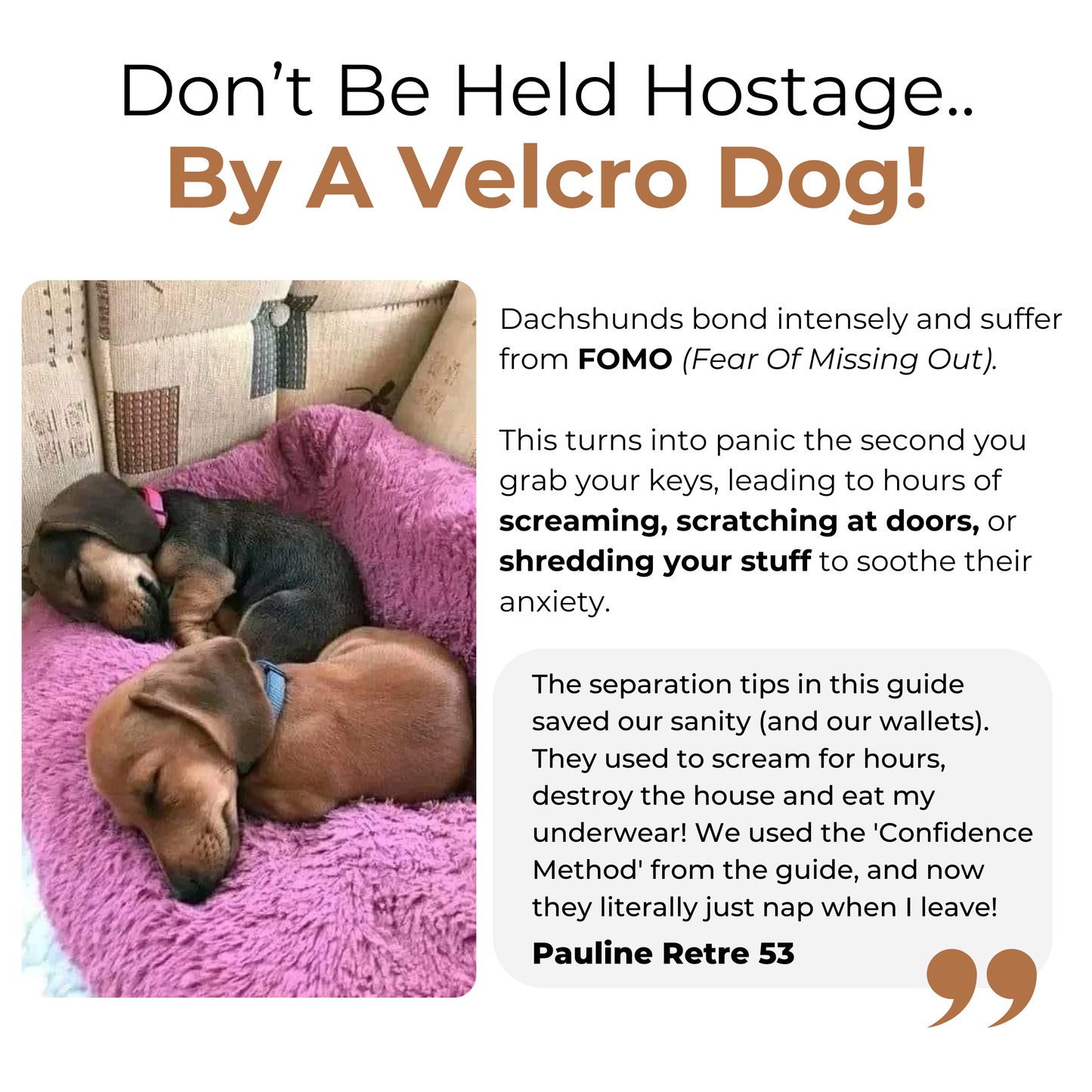 The Complete Dachshund Guide