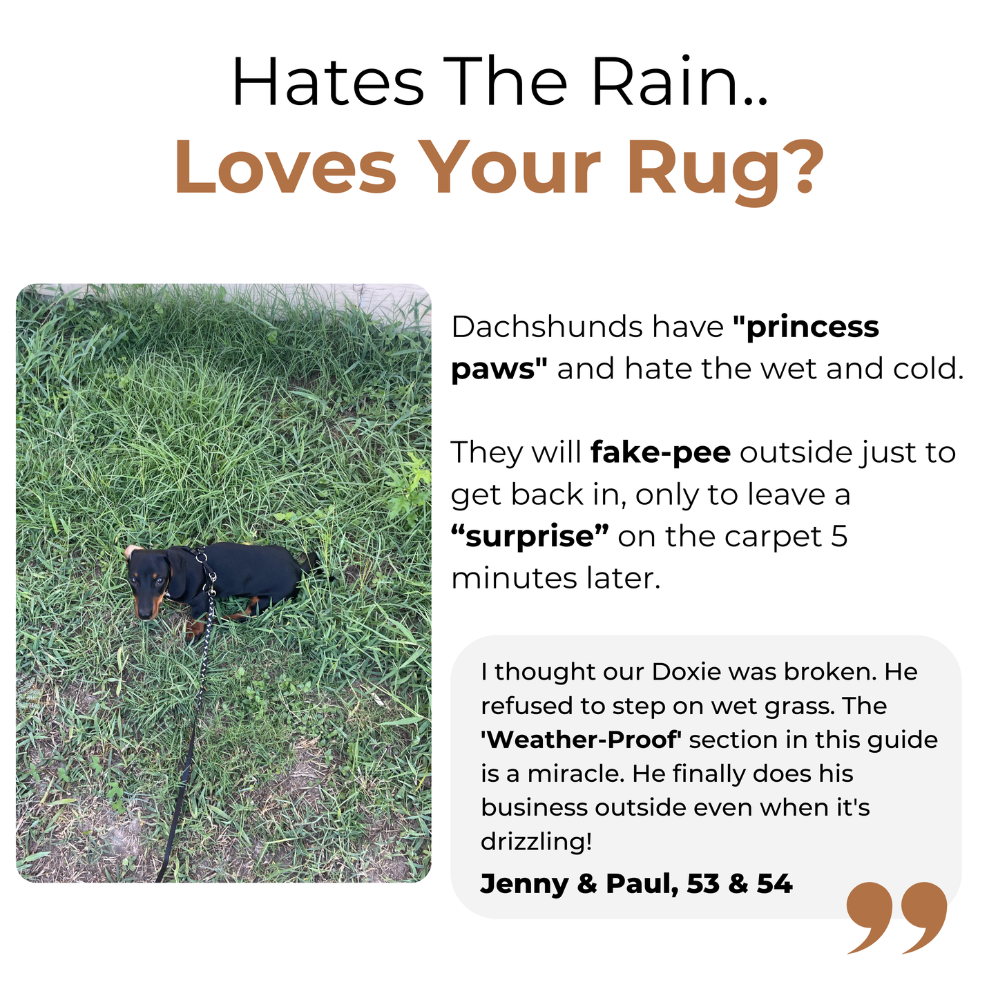 Complete Dachshund Guide