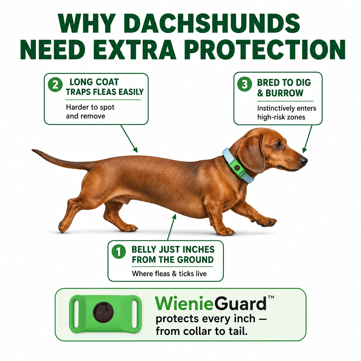 WienieGuard™ - 12 Month Flea and Tick Protection